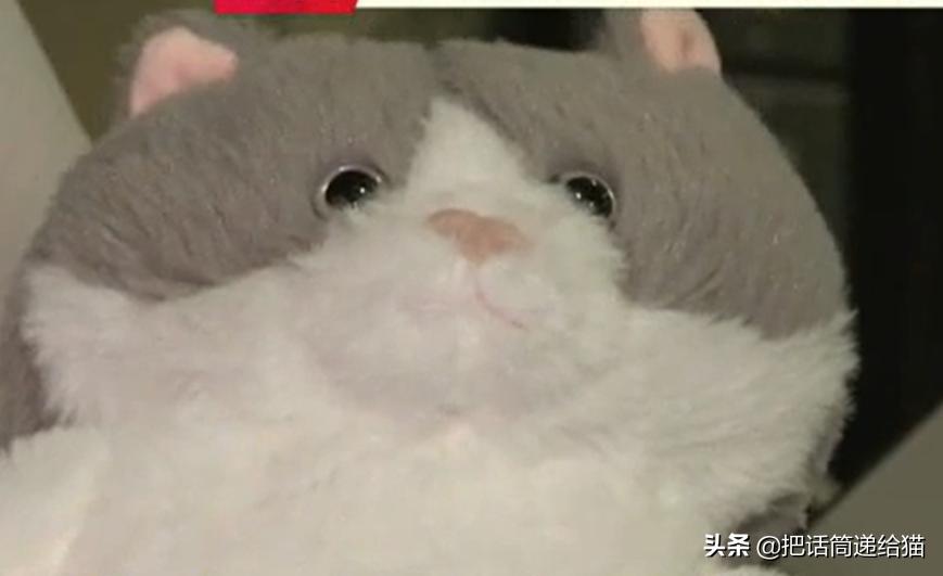 日本网红猫包,日本网红猫咪包