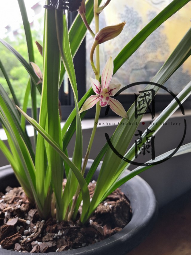 兰花的价格最贵的是多少元,兰花的价格