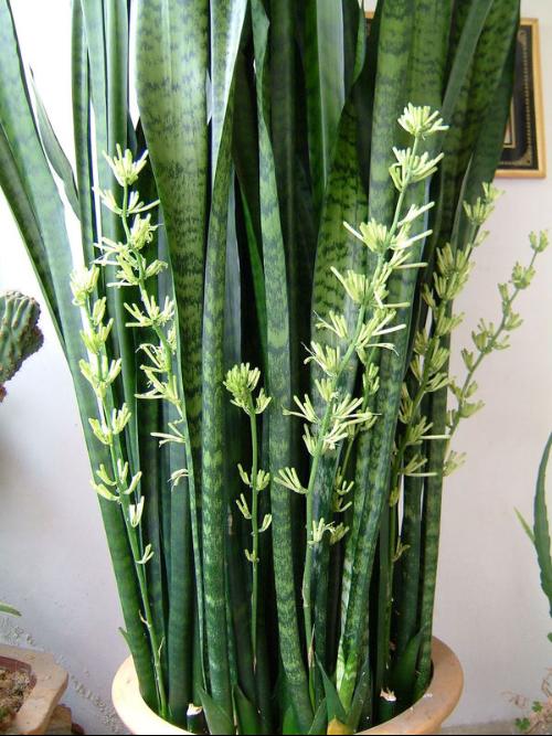 去除家具甲醛的植物,去除甲醛的植物花卉有哪些