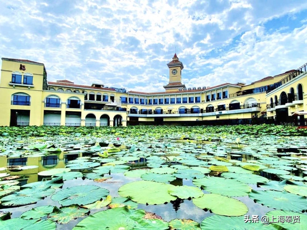 奉贤五一游玩打卡的地方,奉贤休闲度假游玩攻略