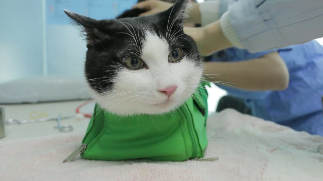 母猫子宫蓄脓的猫可以绝育吗,铲屎官为什么要给猫做绝育手术