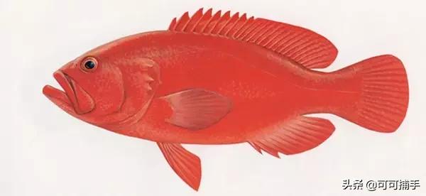 你不知道的海洋里面有什么,十种你没见过的海洋生物