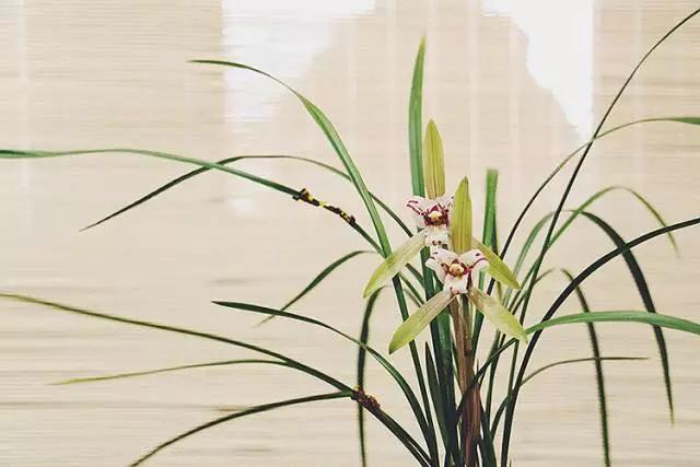 兰花之美沁入心脾,无人亦自芳表现了兰花什么品格