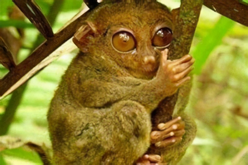 生命的起源是什么？人类的祖先是啥？可以用《易经》解释吗？