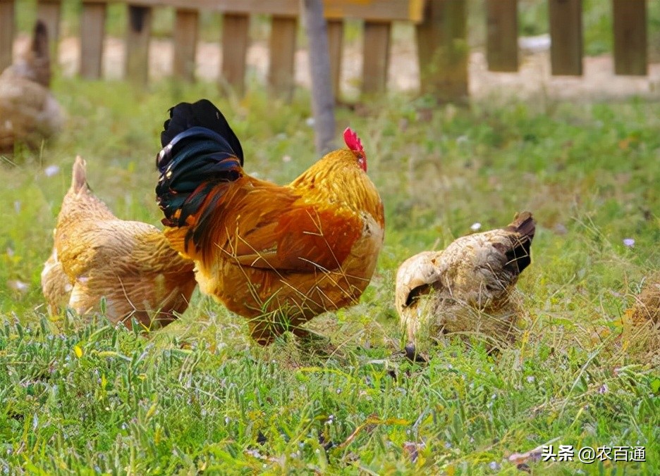 肉鸡吃什么可以快速增重,肉鸡怎么养才能增肥快