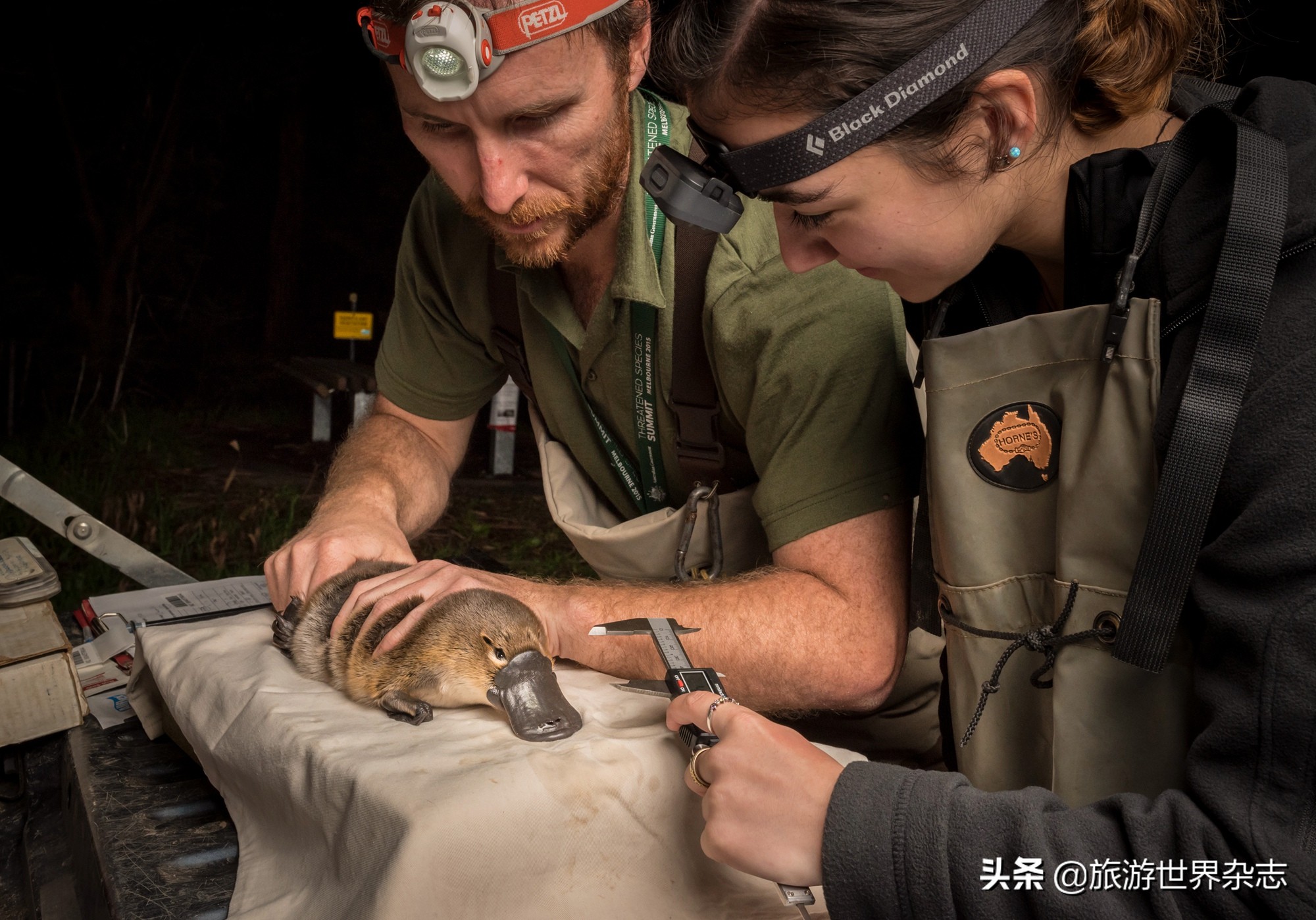 抢救大型野生动物,救助受伤化脓的大野生动物