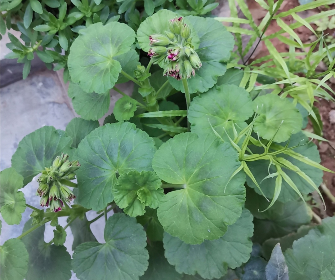 天竺葵苹果碗四季开花吗,天竺葵哪个品种四季开花又好养