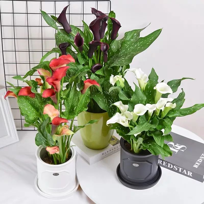 夏季怎样养好马蹄莲花盆栽,蓝色马蹄莲盆栽怎么养好看