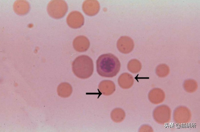 猫咪眼屎变多、咳嗽流鼻涕？别忽视了“嫌犯”支原体