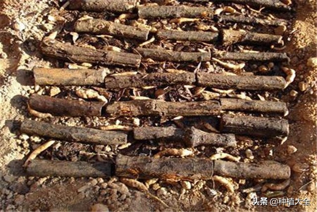 陕西天麻无土栽培种植技术,大田地膜栽培天麻技术