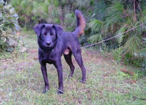 正宗凉山纯种红青猎犬,中华山简介