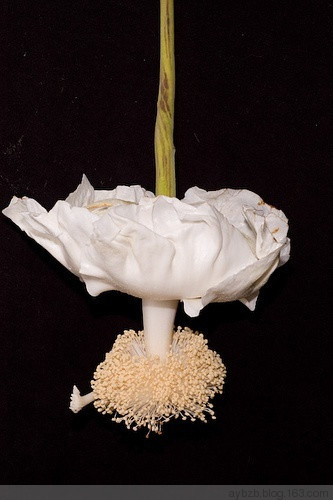 最好记的花名大全,很难得一见的花