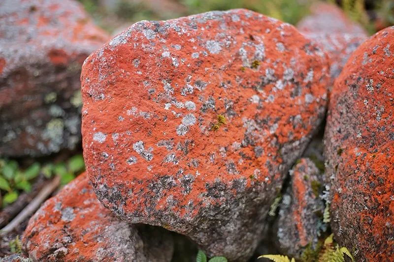 暑假来了！这个安全又宝藏的川西仙境，夏天只有15°