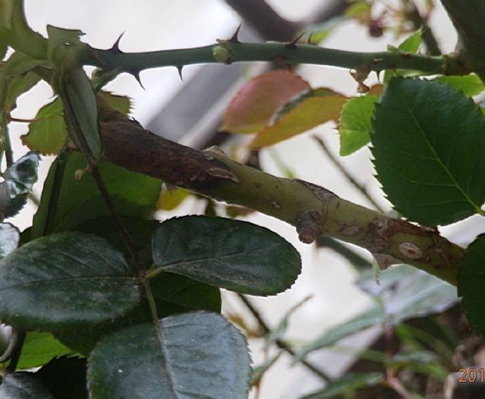 月季枝枯病用什么最佳,月季枝枯病病原菌形态