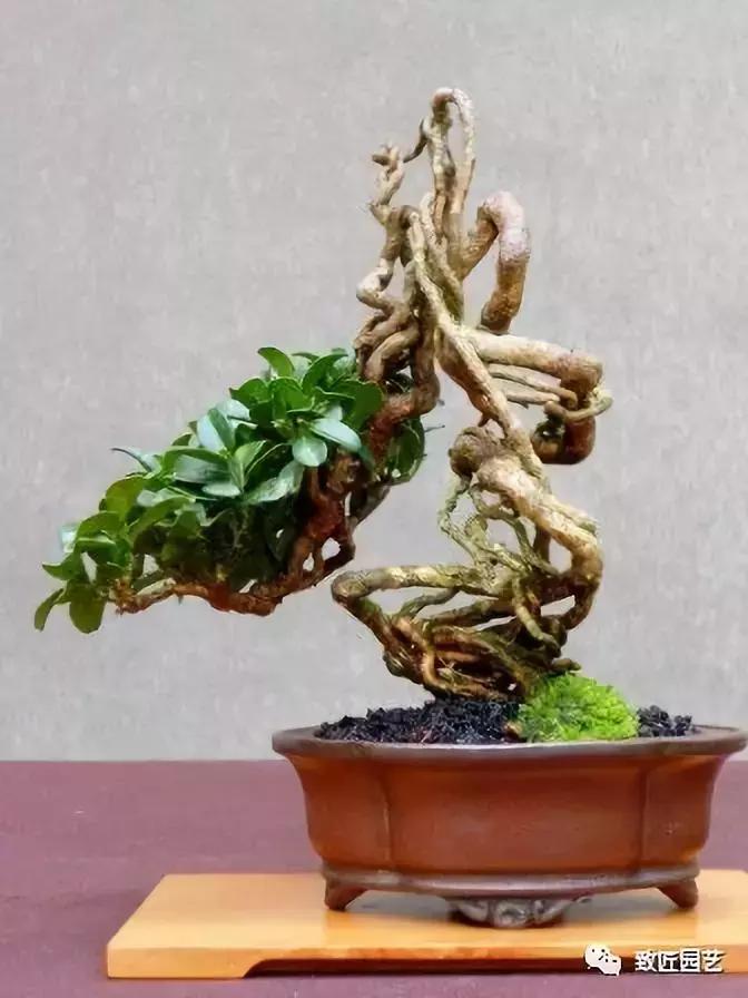 提根盆景造型大全大图,漂亮的提根盆景图片
