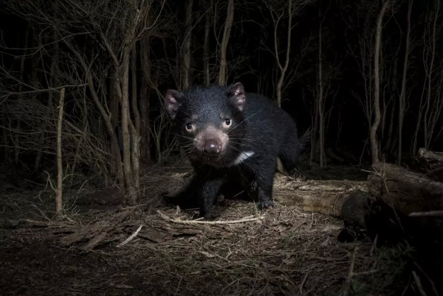 有袋类动物有哪些科,有袋类动物幼儿科普