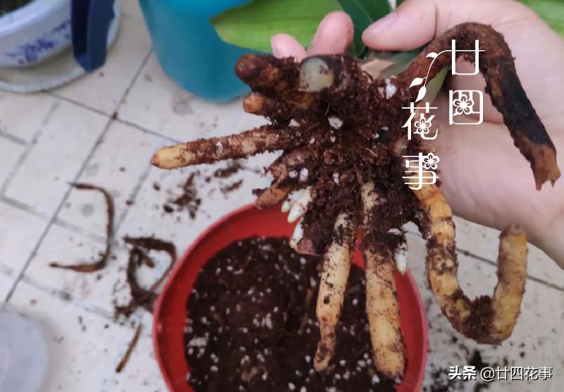 君子兰换盆的土是什么样子,君子兰换盆怎样使根系发达