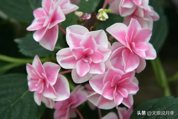 绣球季家里不缺花，全场8折迎初夏