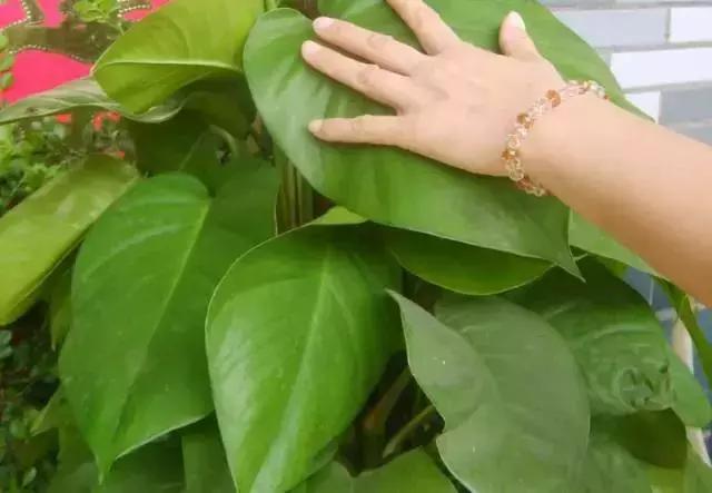 大叶绿萝黄叶咋回事怎么处理,大叶绿萝黄叶开裂要施硫酸亚铁吗