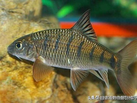 走钓守钓,走钓渔护