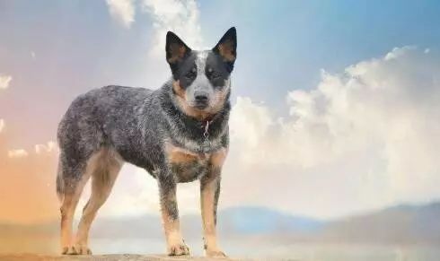 狗狗绝育后真的会变得乖吗,九岁的狗狗还有绝育必要么