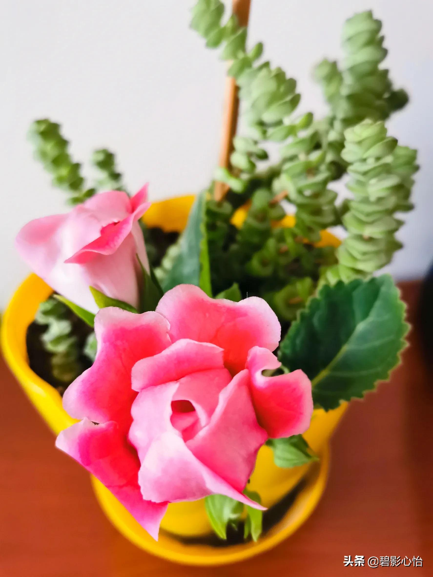 微生物菌剂可以给芙蓉花追肥吗,芙蓉花败了怎么追肥