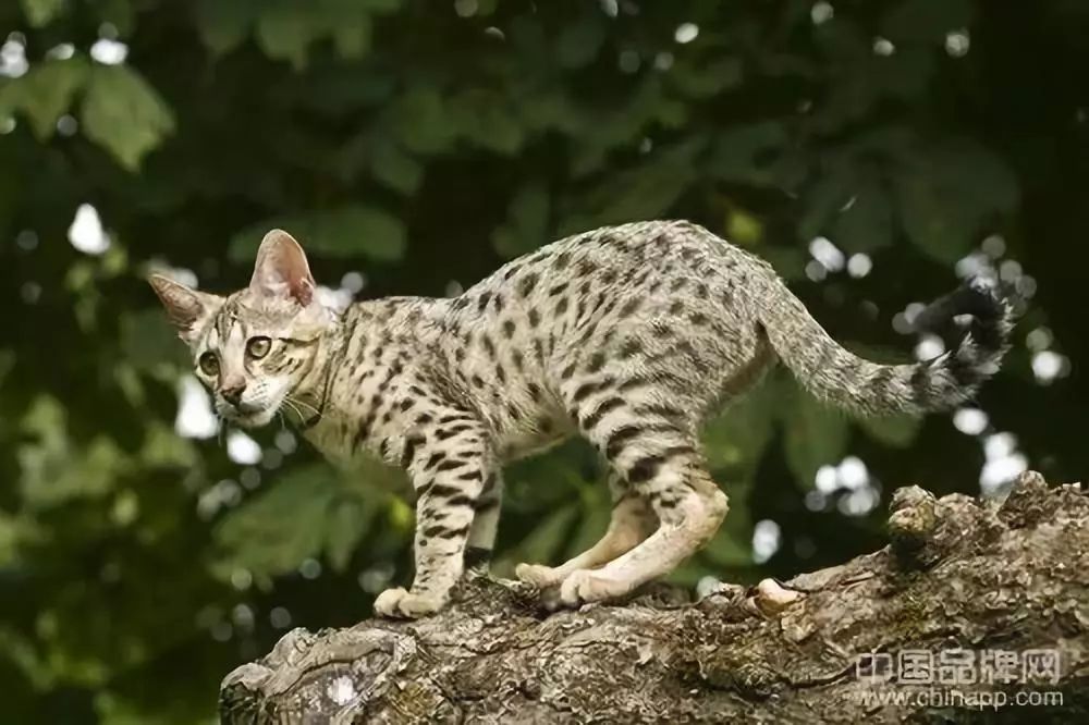 盘点世界最贵的东西,盘点世界上最贵的东西视频