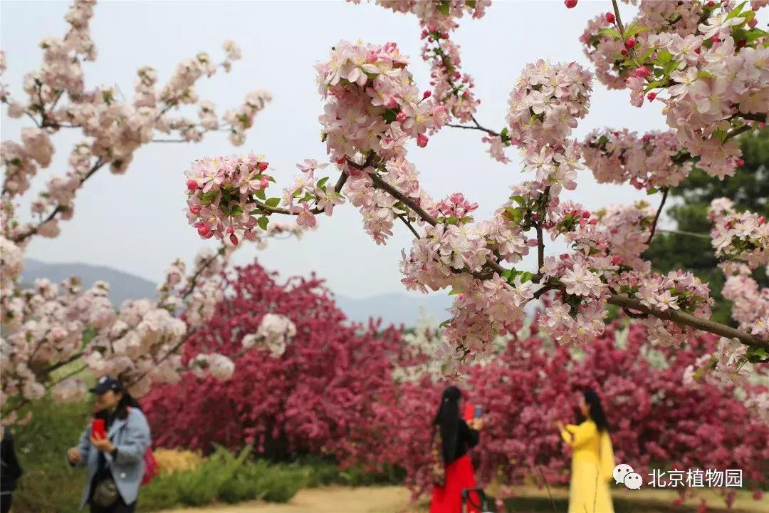 中国科学院植物研究所北京植物园,北京植物园有牡丹花还有什么花