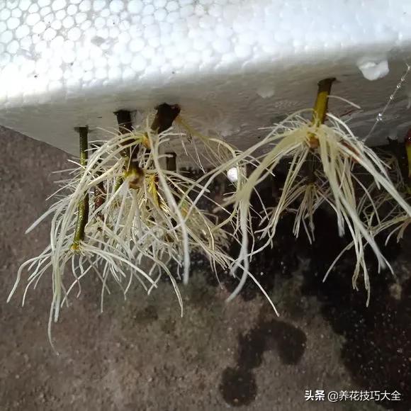 1个塑料瓶，繁殖出10盆栀子花，成活率高，新手也能玩