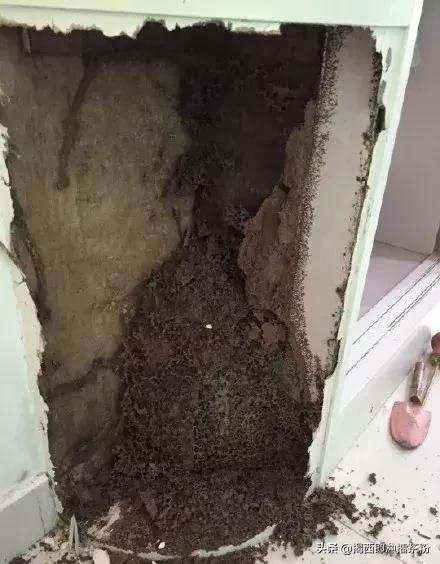 飞蚁大军空袭视频,飞蚁大军被空袭