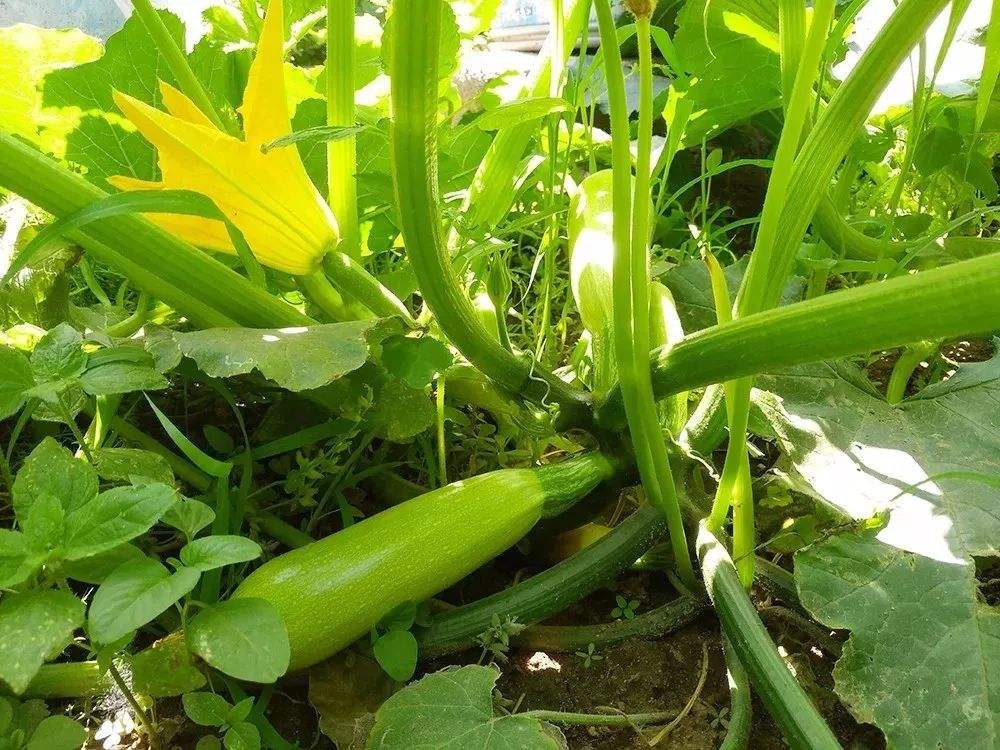 西葫芦怎么管理节瓜多,西葫芦可以结几茬瓜