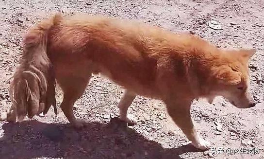 它是一条奇怪的“九尾”流浪狗，当人们看清楚之后，却直接泪目