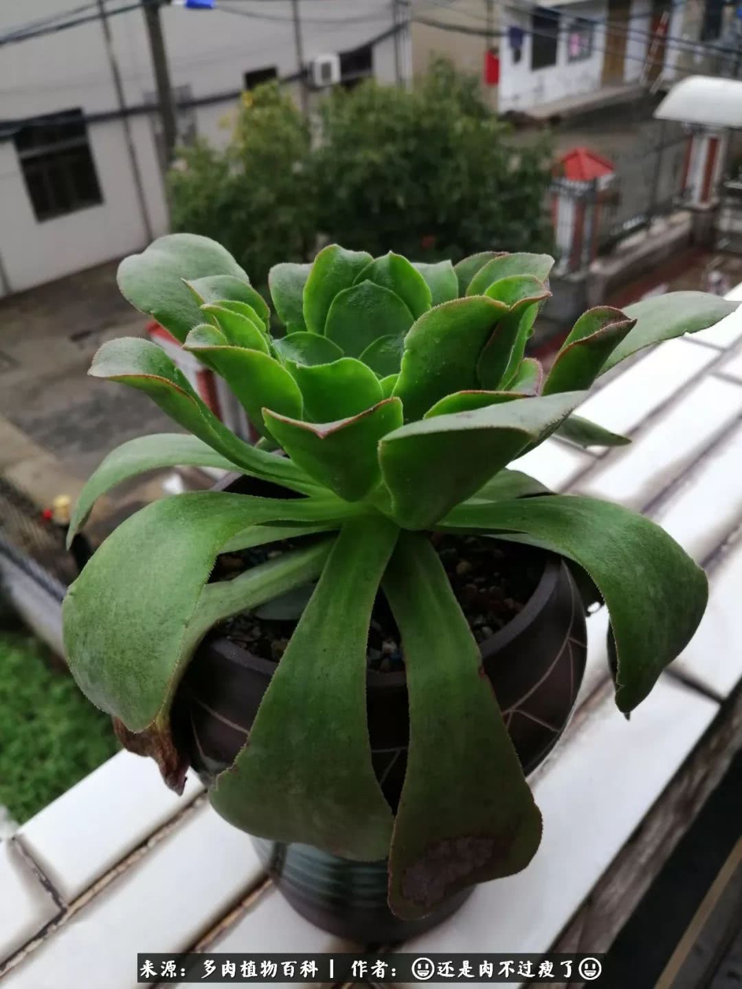 日照弘一法师,日照法师请师父