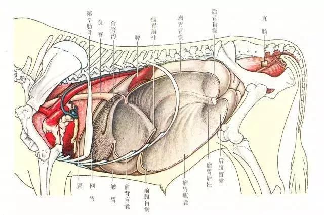 95式自动步枪被爆头危险的原因,95步枪连发打不了为什么