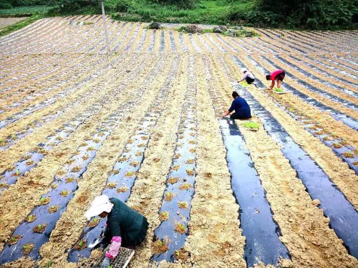 老段和老殷,老段和金段