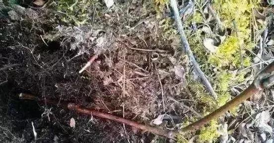 山上砍的木头做架子,山上藤条编织