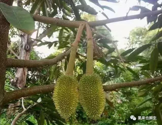 正宗泰国大榴莲,最正宗的泰国榴莲