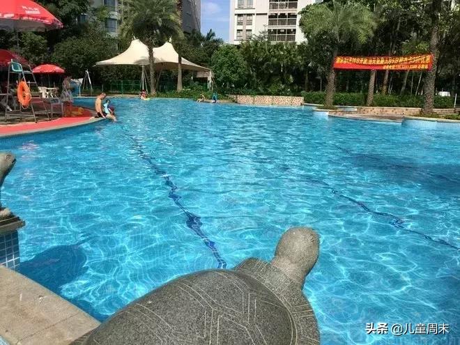 深圳游泳教练培训学校有哪些,深圳成人游泳培训班哪里好