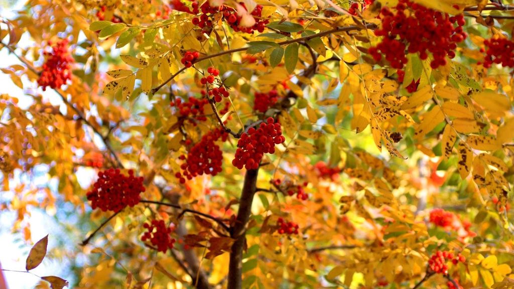 摘抄一首描写山水田园风光的诗,描写田园风光的四句诗词