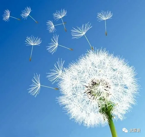 你知道蒲公英的秘密吗,蒲公英你不知道的秘密