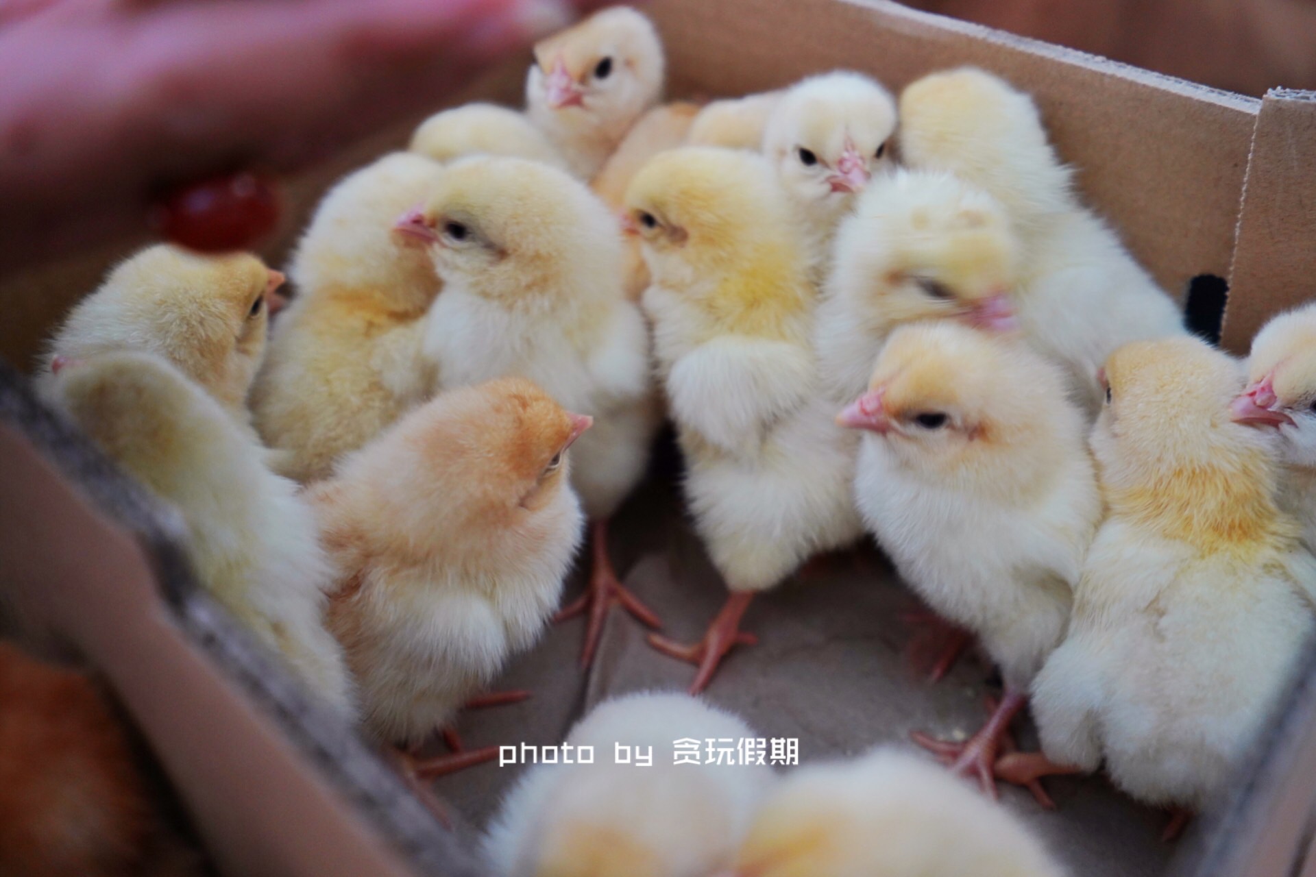 春节玩转西山温泉乐园,徐水大午农业观光园有什么好玩的