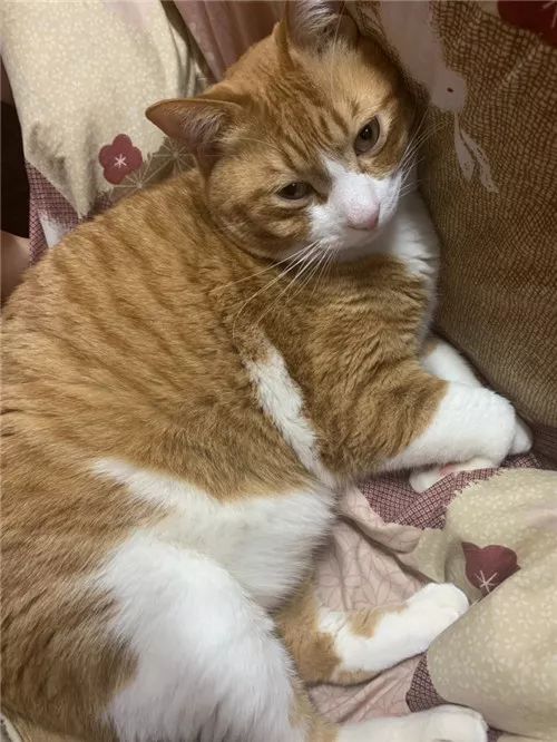 老板，这圆滚滚地怎么恢复出厂设置，说好的小可爱呢？