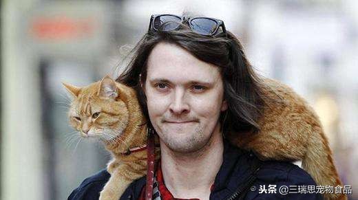 萌猫十大明星,十大萌猫排名