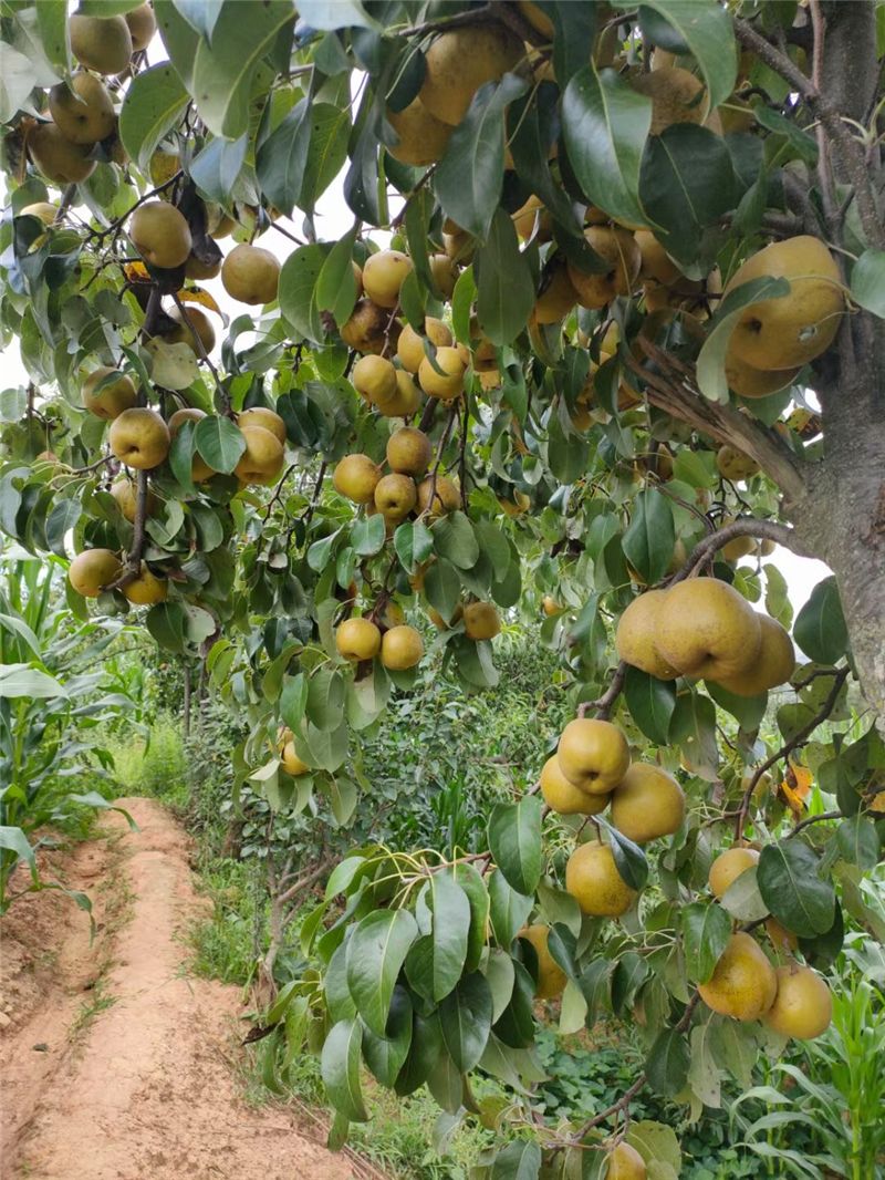 9月份云南有什么好吃水果,云南瓜果飘香有你最爱的吗