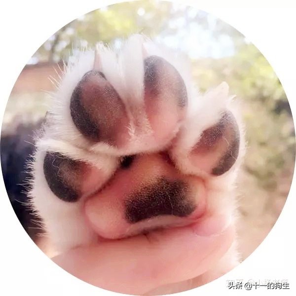 狗的爪子代表什么,关于狗爪的10个小知识