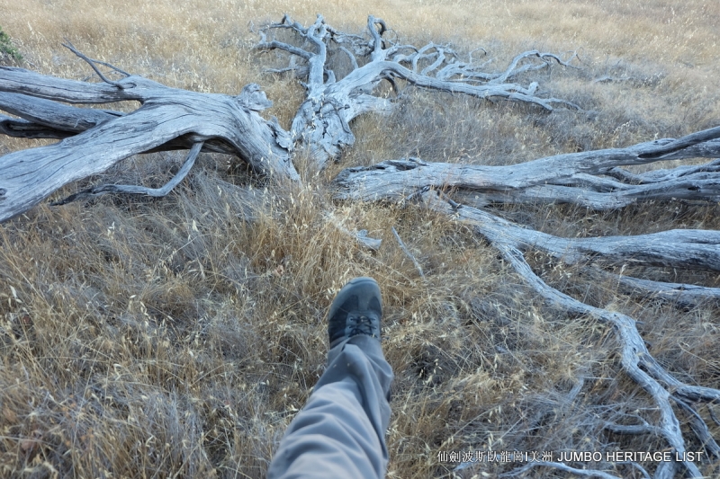 第3045回：人生一世草生一春，来如风雨去似微尘