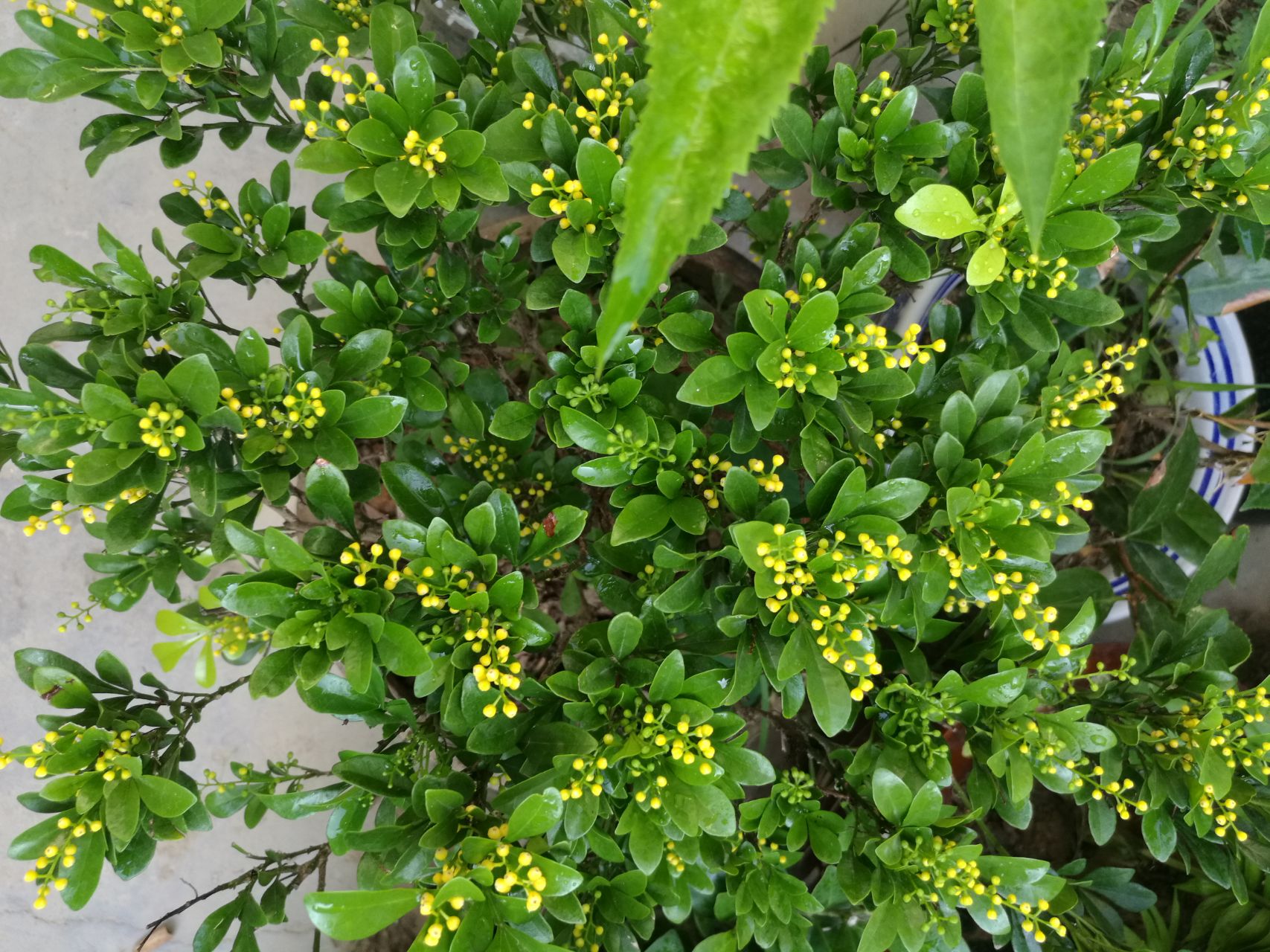 净化空气而且对身体好的花,净化空气对人身体有益的花