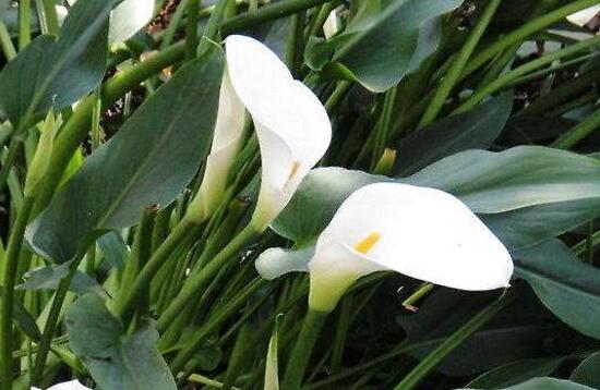 水养马蹄莲花朵发黄焦边干枯,夏天马蹄莲叶子发黄解决办法