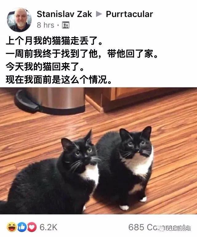 两只从来都不打架的猫咪突然打架,两只猫咪几个月还在打架