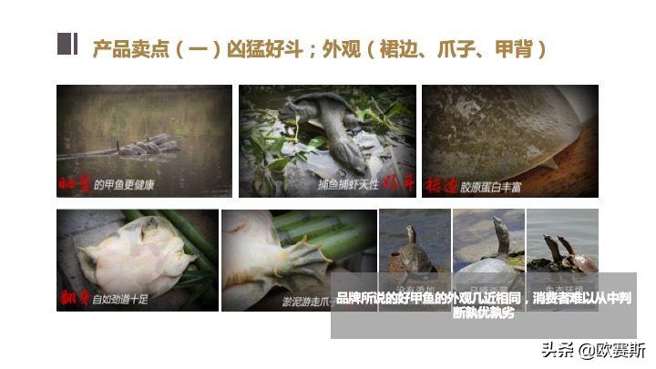 欧赛斯带你全方位洞察甲鱼市场发展趋势及竞争格局